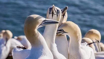 德甲激战，拜仁3-1轻取柏林赫塔，莱万与穆勒双双上传球