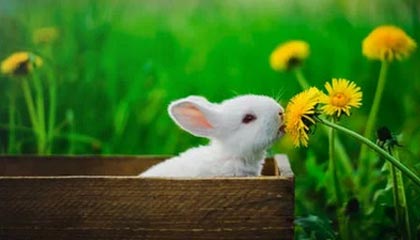 爱游戏下载_ 在线赛事与线下赛事的竞争：谁主沉浮？，爱游戏电子 竞技