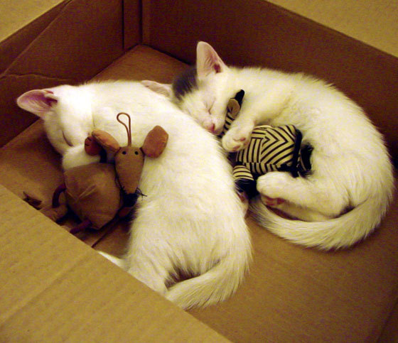 “最疯狂的搞笑瞬间,看暖场趣味片段”,搞笑场面