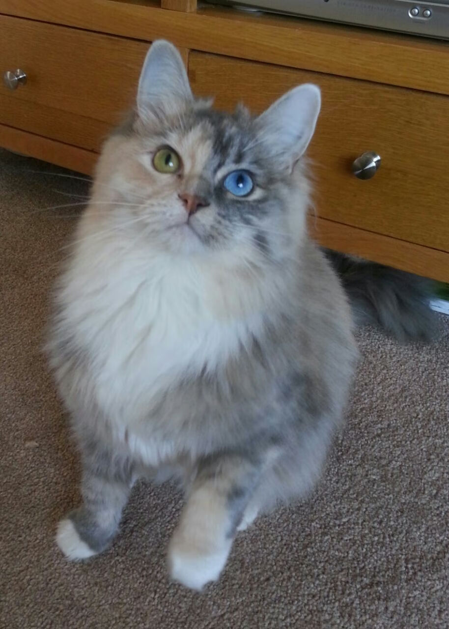 印度体育界积极吸引资本,推动职业联赛的发展。,印度体育实力