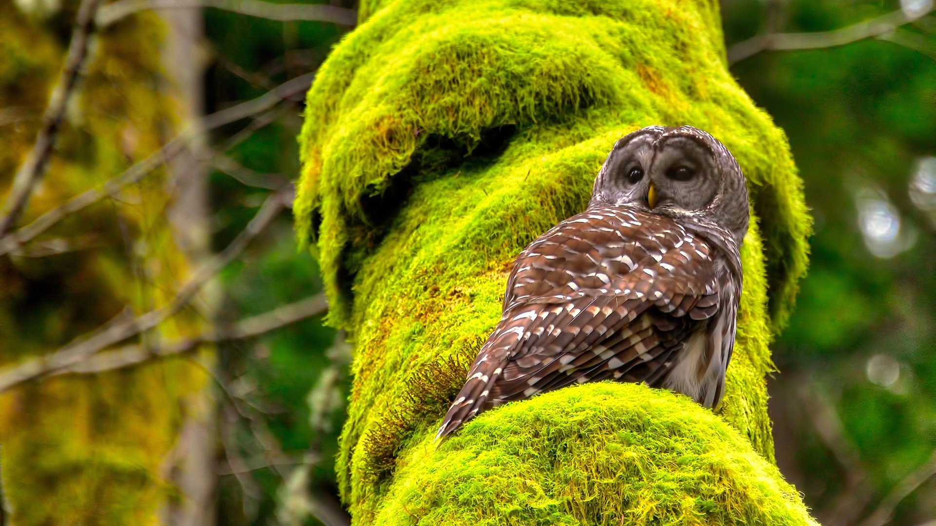 青训科技大会汇聚全球最新技术,推动青少年足球训练创新,2019足球青训营