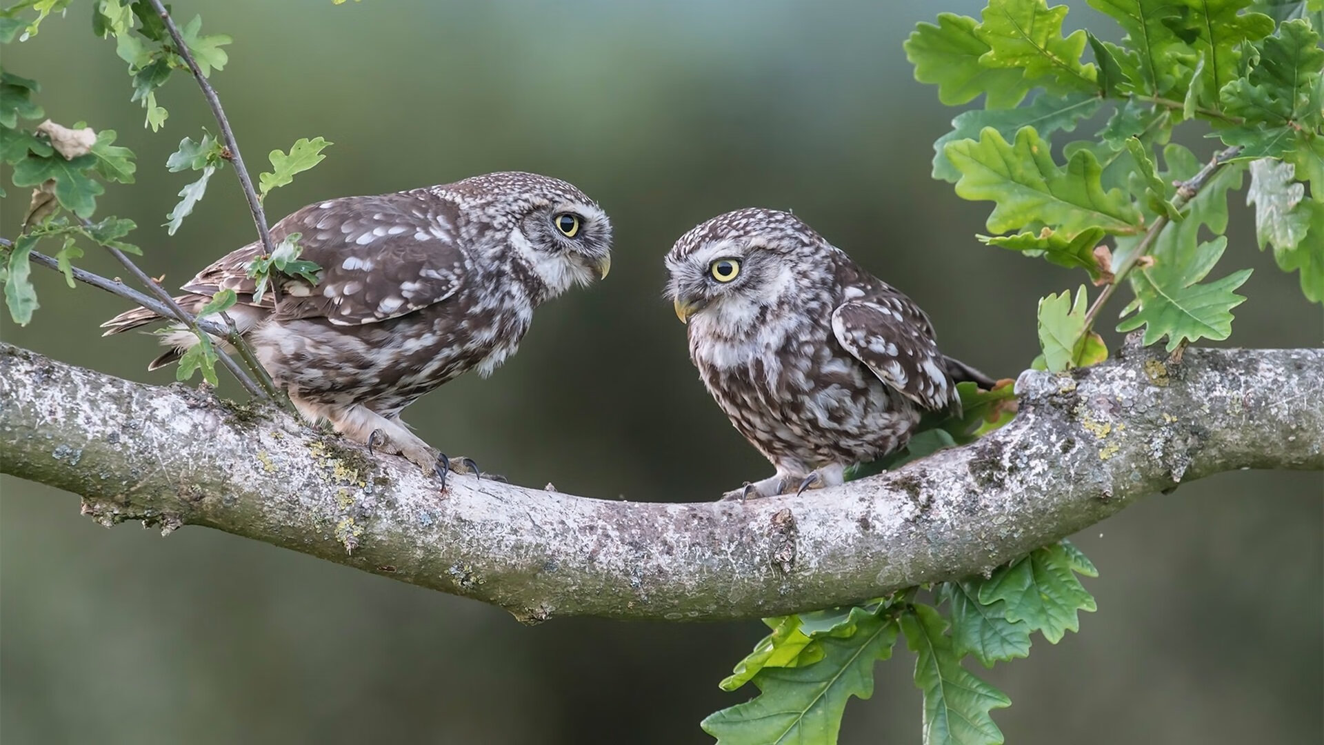 中国足球的裁判员培训机制,中国足球的裁判员培训机制是什么