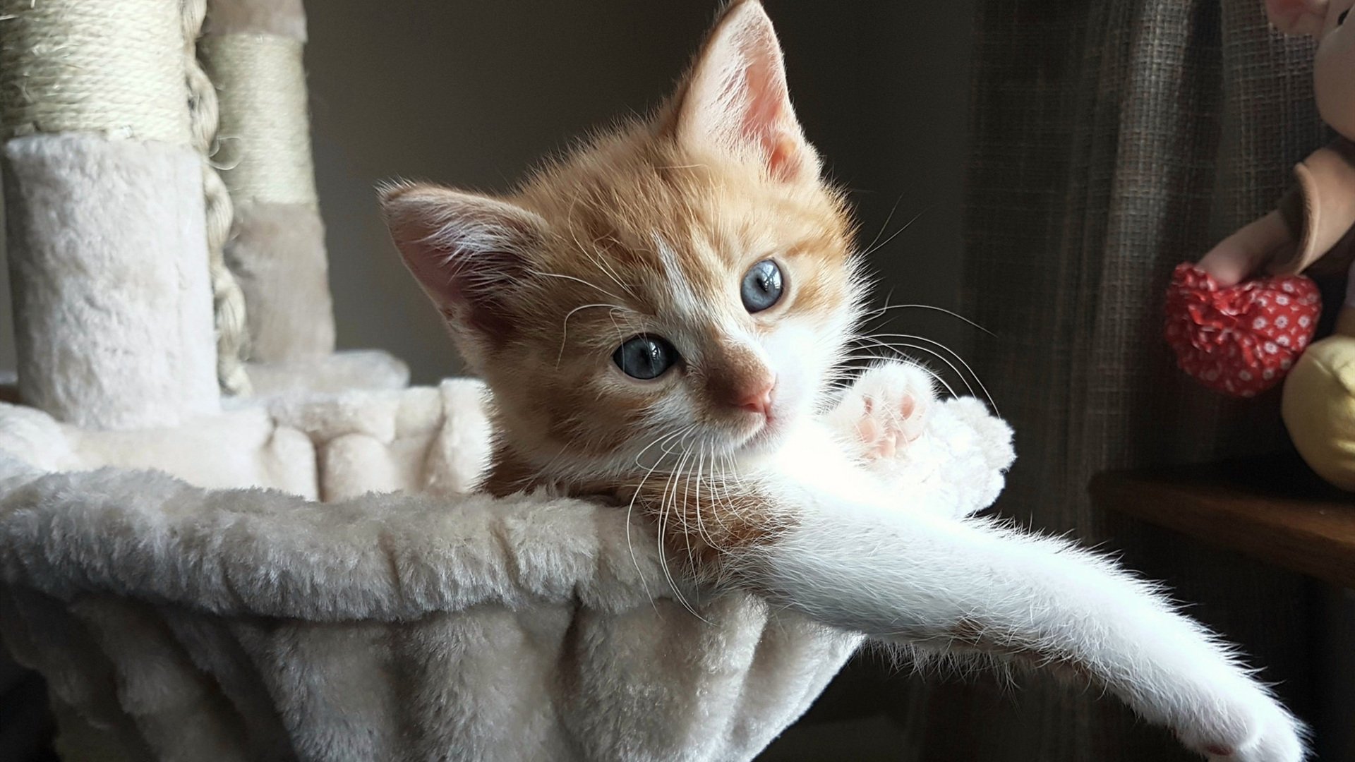 堪萨斯城酋长队击败旧金山49人队，赢得超级碗LVIII，堪萨斯城酋长队官网