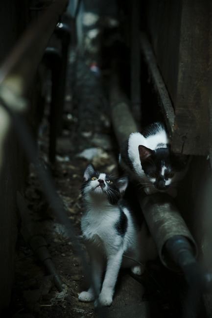 女足世界杯预选赛赛程公布，女足世界杯预选赛分组