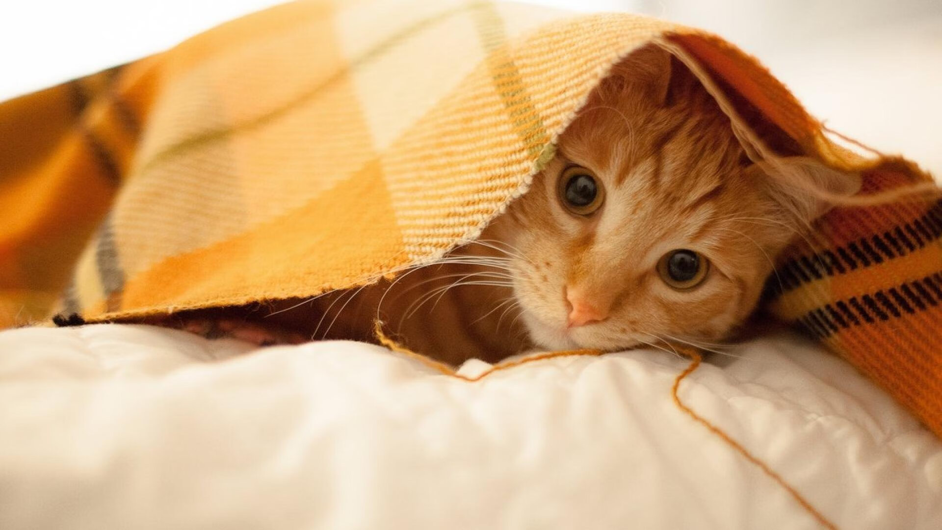 女足亚洲杯即将开战，女足亚洲杯即将开战视频