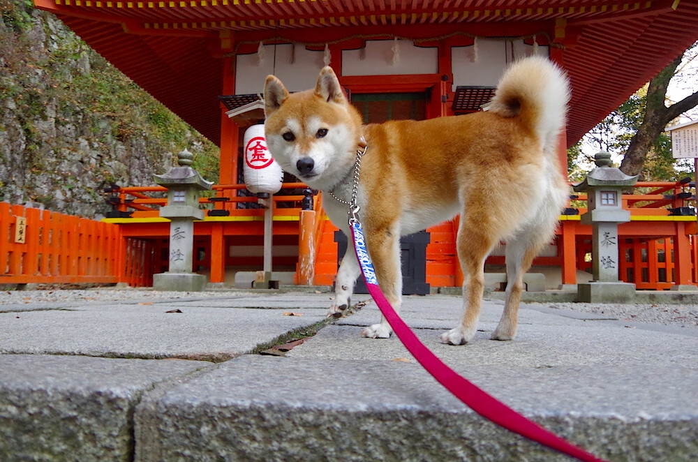 巴西女足在奥运会小组赛中与日本队激战,巴西 女足