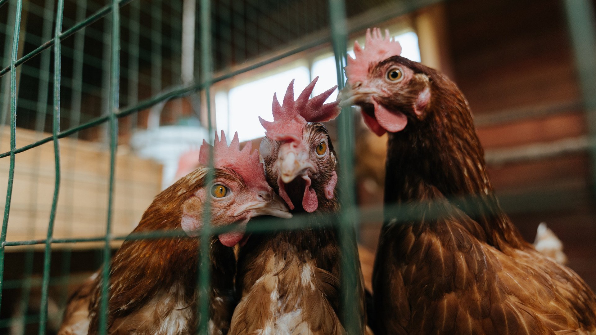 美国队主场胜利,稳居前列位置,美国队主攻