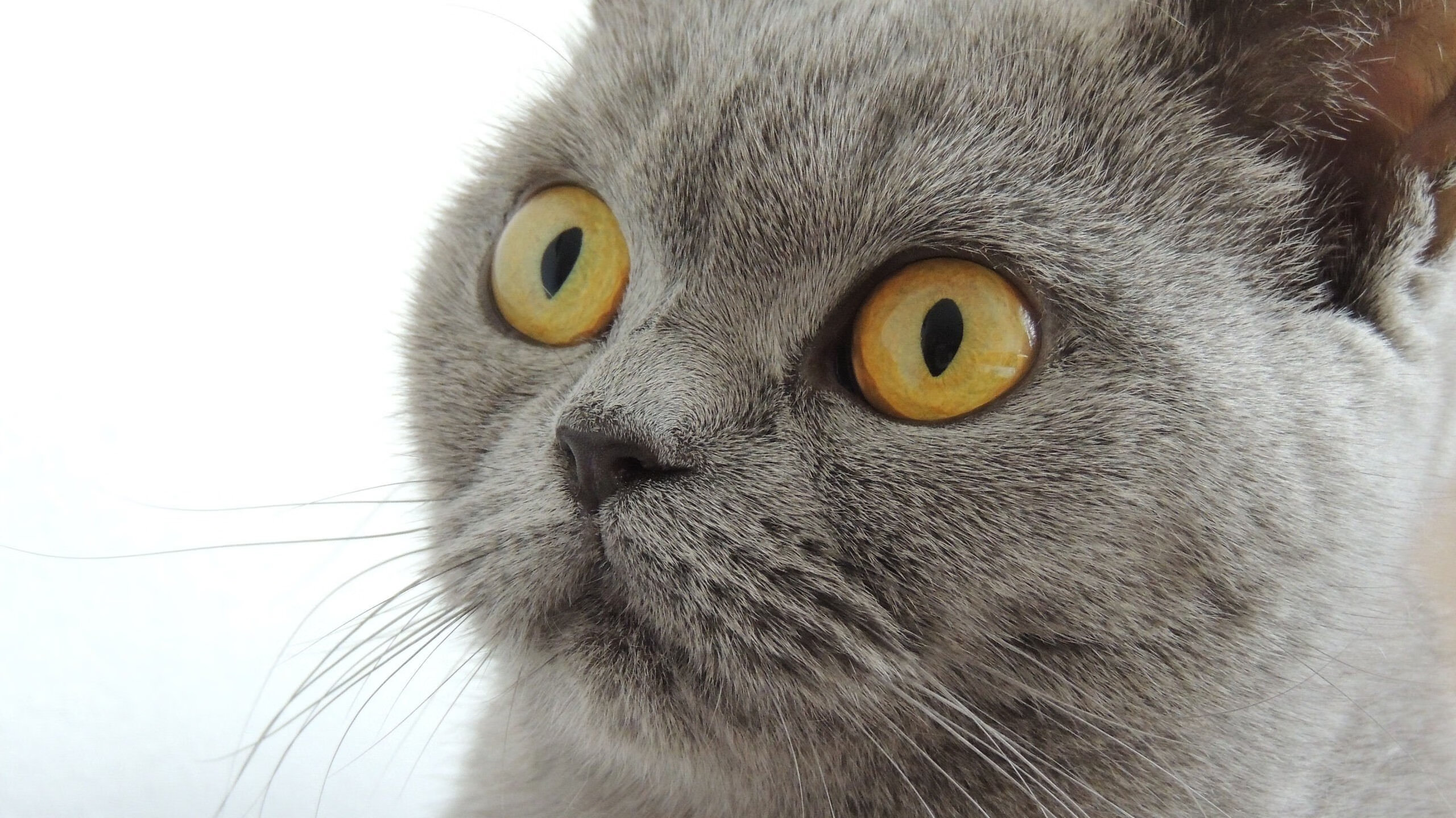 中国篮球联赛球队数据驱动的战术创新研究，中国篮球数据库cuba