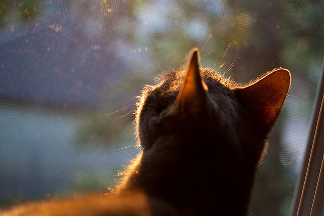 足球与环境:绿色场馆的未来发展方向,足球场馆建设
