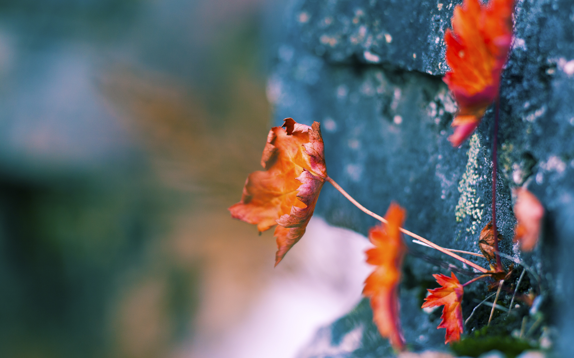 KPL直播镜头捕捉选手精彩操作全网点赞，kpl选手操作视角