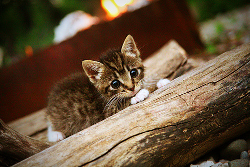 “新都垒球赛:谁能突破防线夺得最终胜利?”