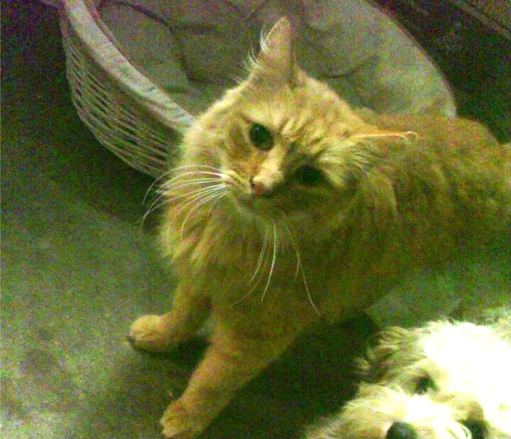 “飞盘竞技:三叉湖赛场上演速度与精准的激烈较量”