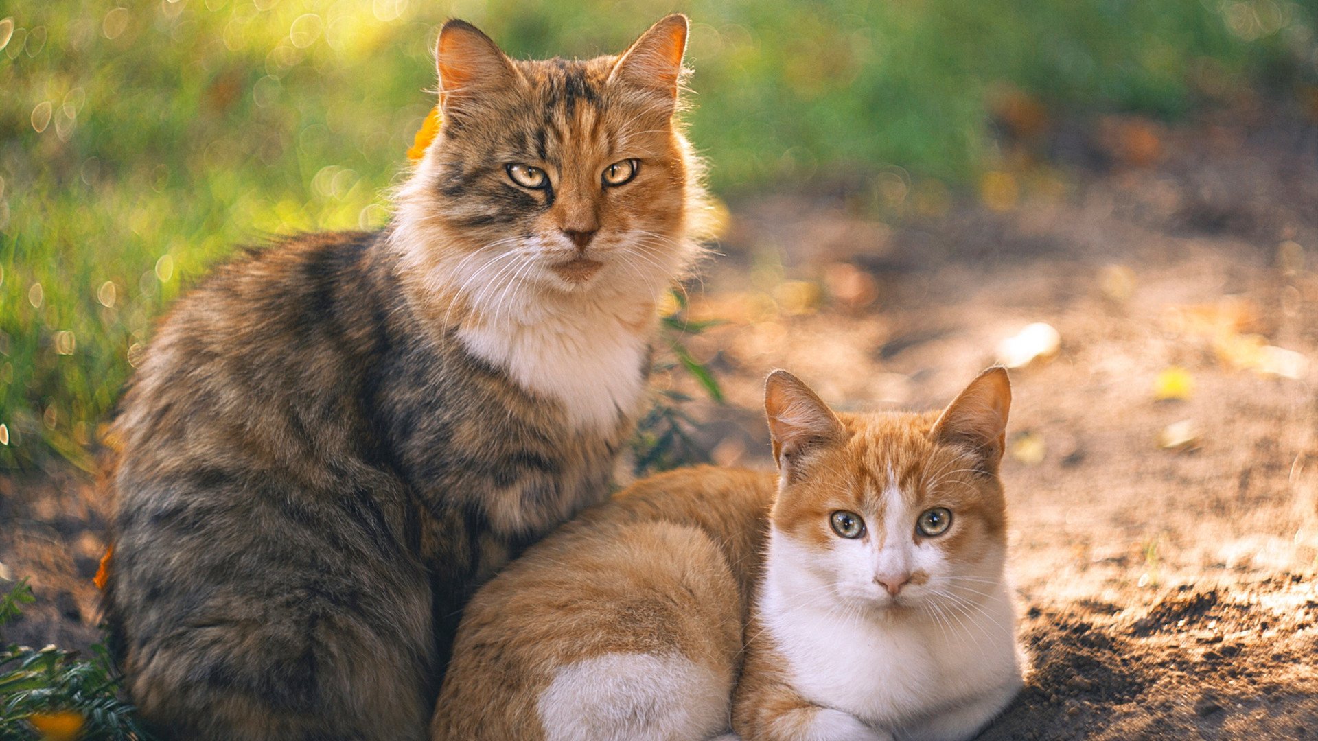 中国三人女篮注重心理建设 提升比赛稳定性，中国三人女子篮球队