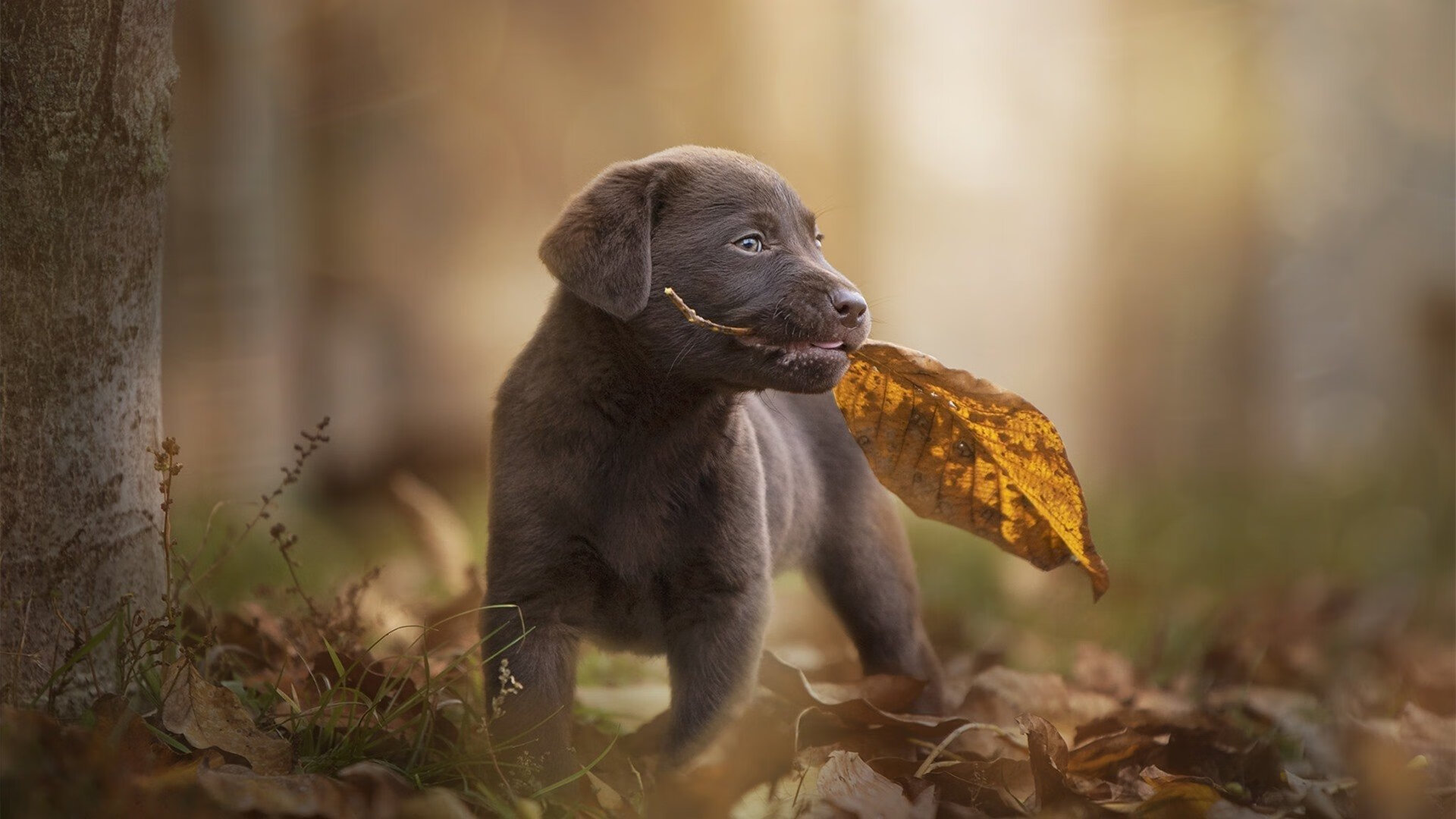 中国女篮核心球员表现抢眼 引领球队节奏，中国女篮人物介绍