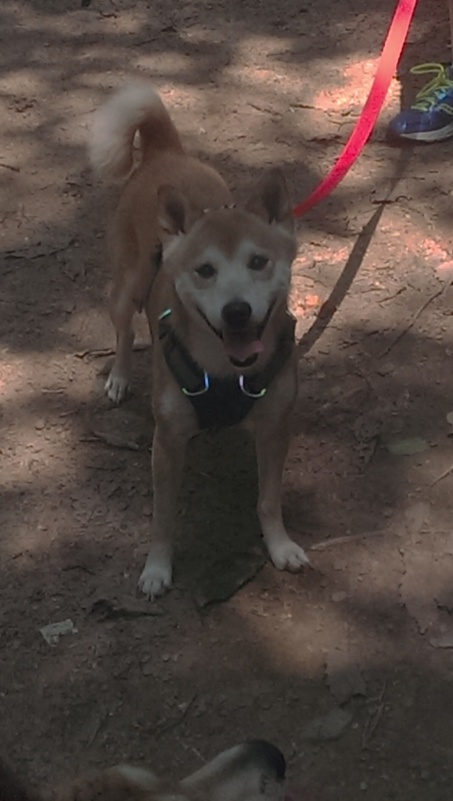 国家队选拔公平性存疑，国家队选拔赛