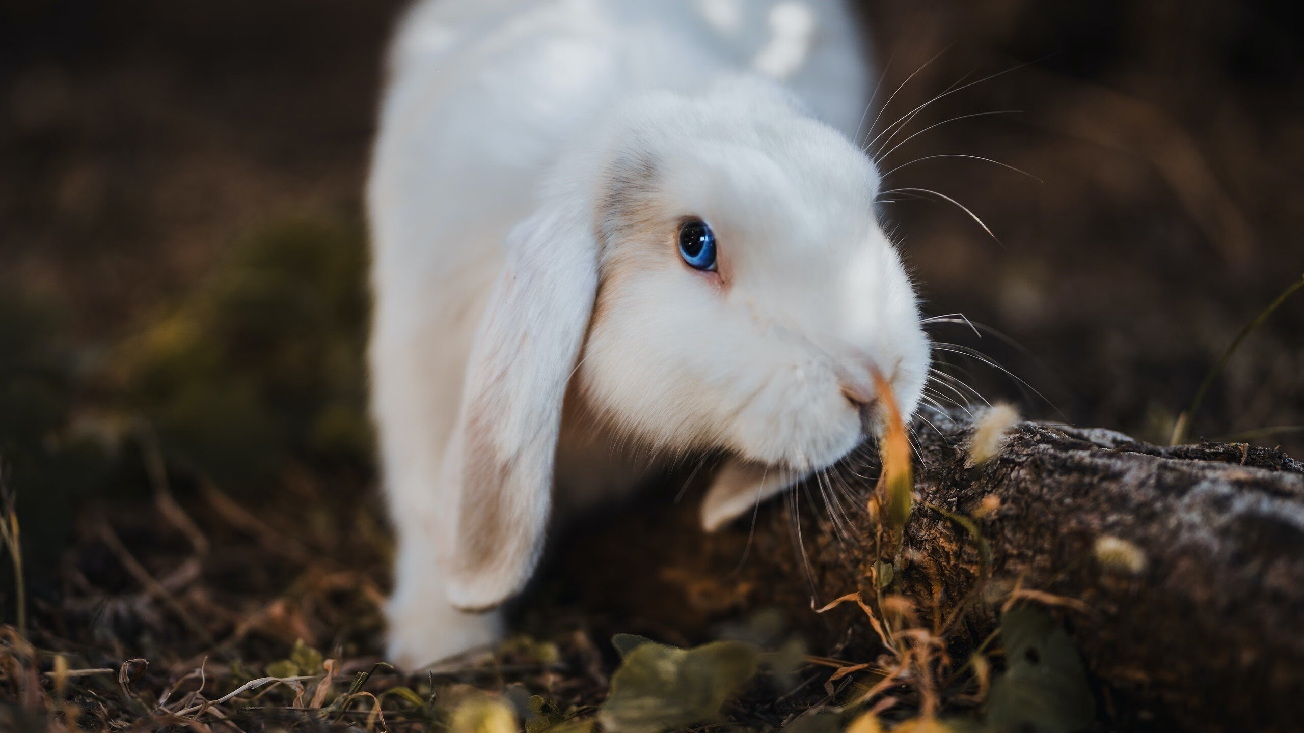 卡特的精准踢术，助力全黑队超越对手，制胜千里，卡特进攻能力