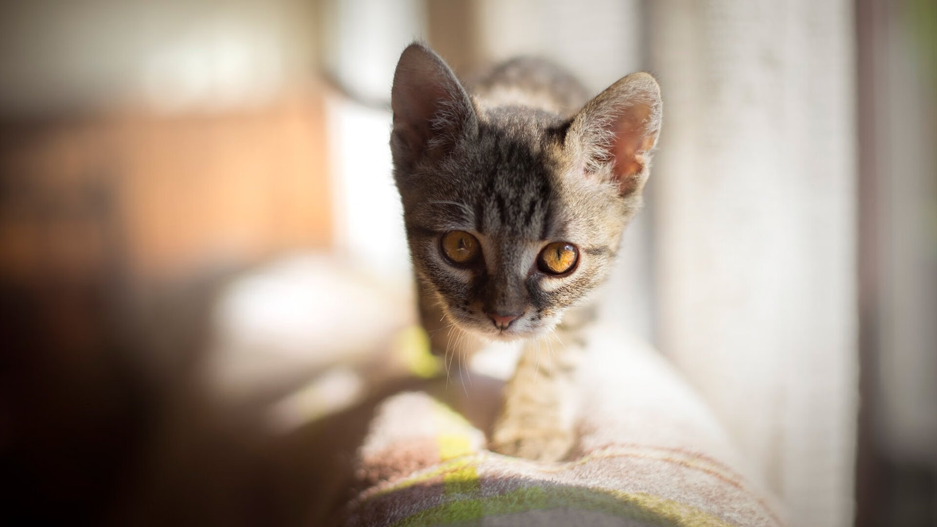 希腊女篮球队在欧洲锦标赛中奋勇争夺金牌，实力稳步增强，希腊女子篮球超级联赛ds