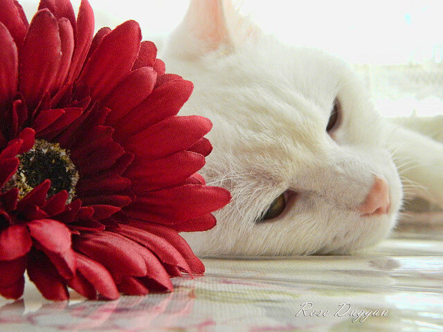 欧洲杯疯狂角逐：战术布局让人屏息凝神，欧洲杯低调看