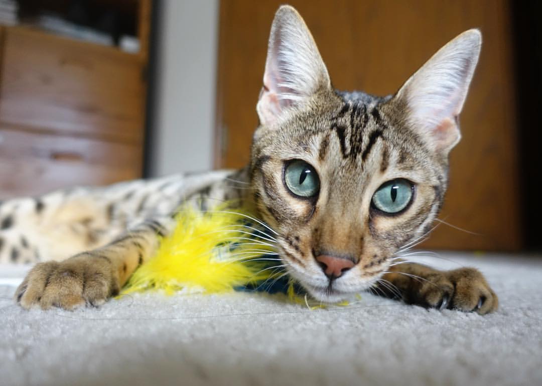 比利时男篮在欧洲预赛中奋勇冲锋，冲击奥运荣誉，比利时男篮什么水平