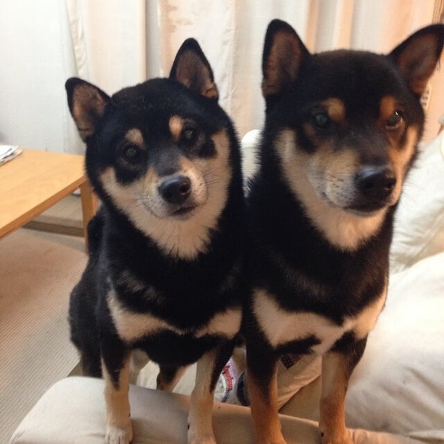 波黑男篮在欧洲锦标赛中表现出色，已成为新晋强队