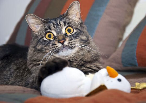 美洲杯激烈冲刺:奋勇拼搏,创造奇迹,美洲 杯